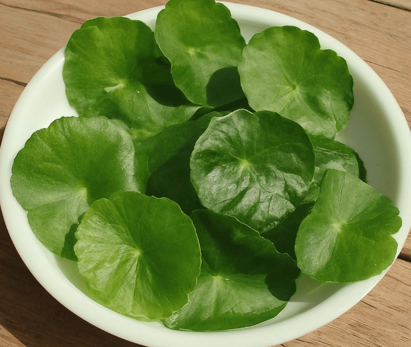 alt= hojas de centella asiática para la insuficiencia venosa