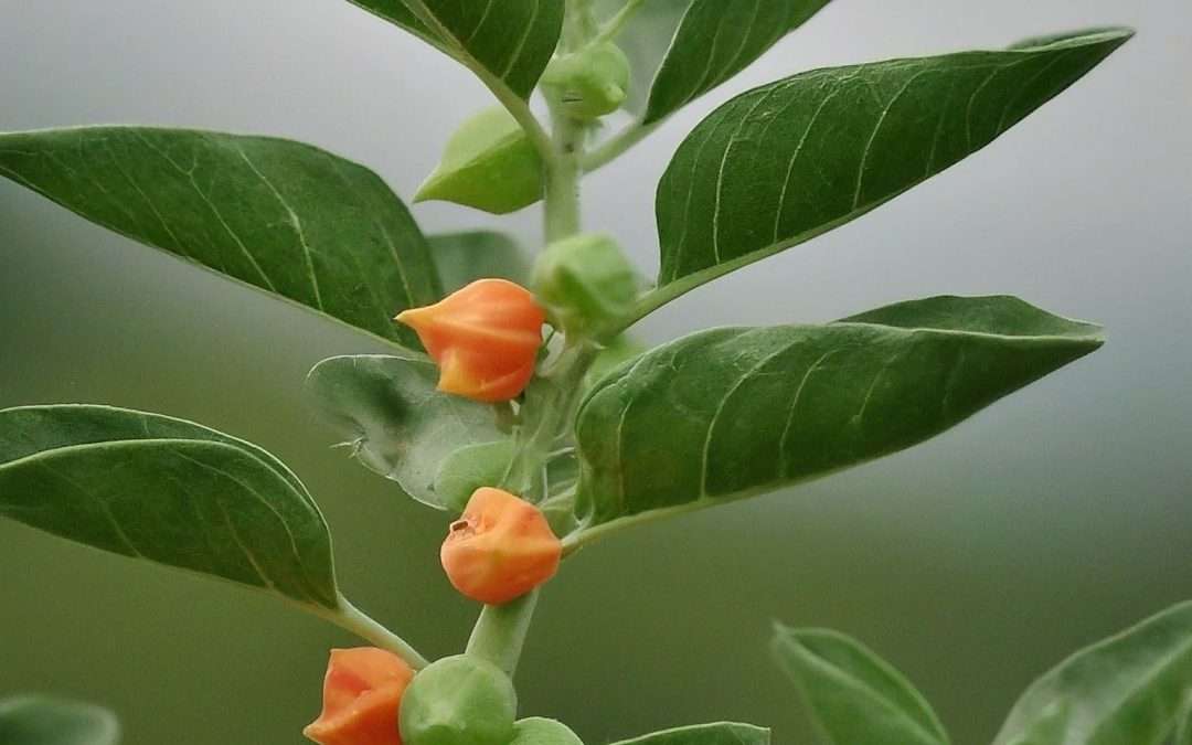 alt=planta de Ashwagandha para el estrés crónico
