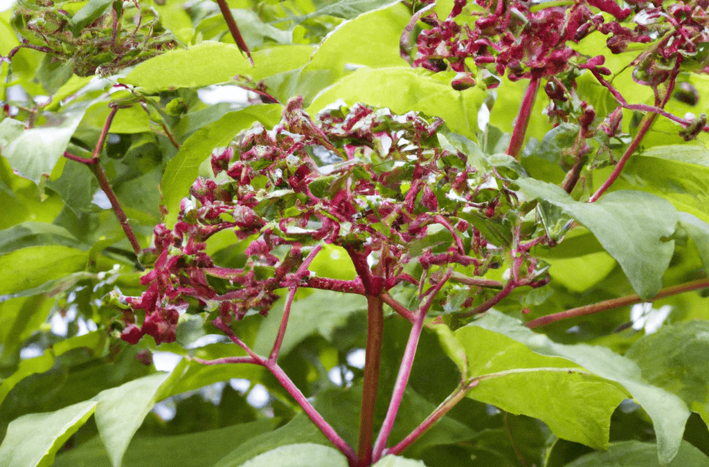 alt=planta de eleuterococo con frutos para utilizar en recuperar energía