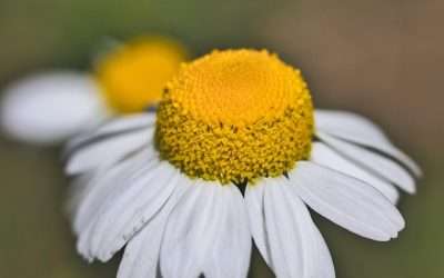 Naturopatía: La Guía del Enfoque Holístico (Qué es y Qué Hacemos)