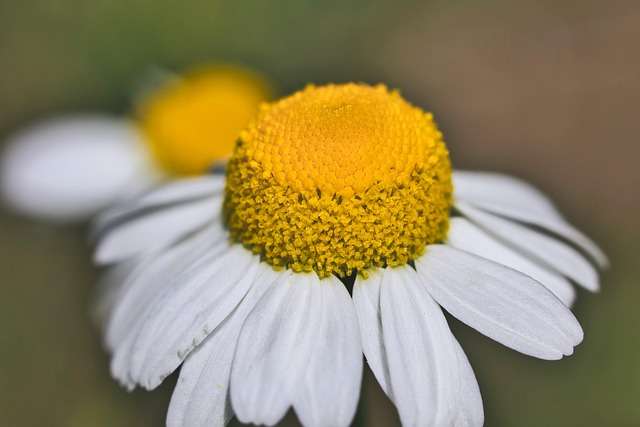 alt=flor de margaria como planta utilizada en naturopatia