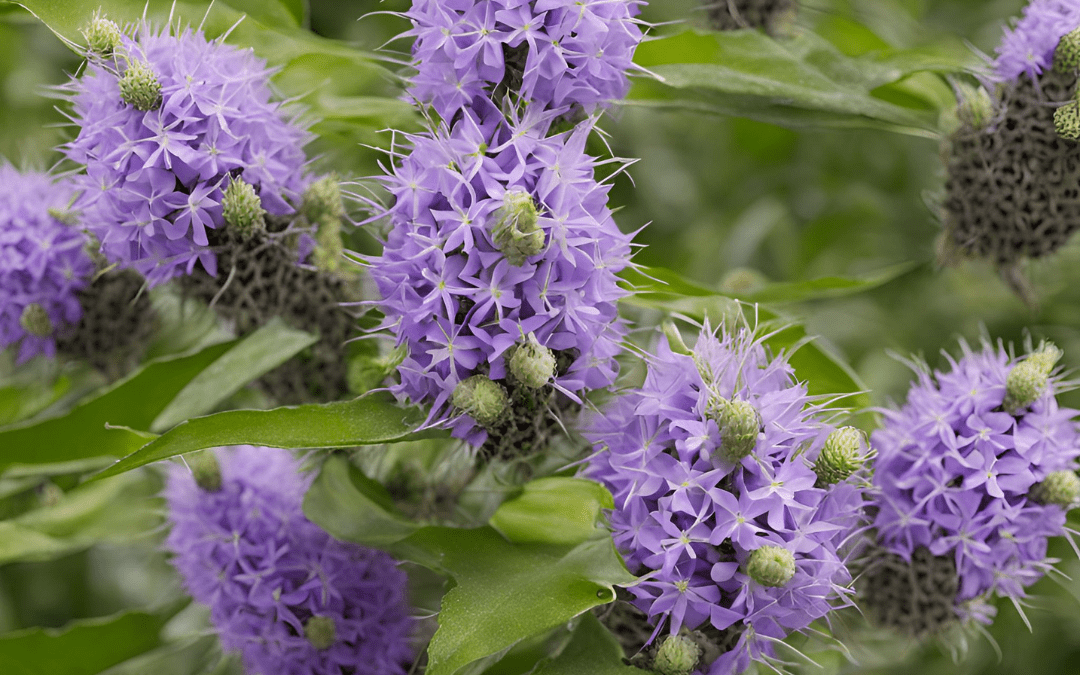 alt=imagen de vitex agnus cactus para el síndrome premenstrual SPM