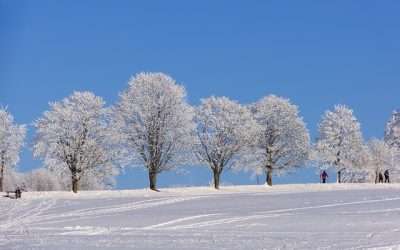 Tu Escudo Natural para el Invierno: El Botiquín Homeopático Esencial