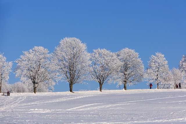 alt=árboles nevados con fondo de cielo azul