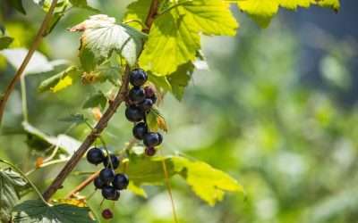 Grosellero Negro: El «Cortisona-Like» Natural para la Alergia (El Caso de Marta)