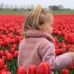 alt=niña en campo de tulipanes rojos